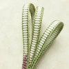 帯揚げ帯締めセット セット品 平組 正絹 古典柄 和装小物 緑・うぐいす色_画像19